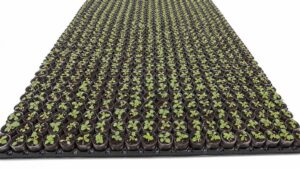 Kiri-Jungpflanzen <br> für Plantagenaufbau