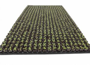 Kiri-Jungpflanzen <br> für Plantagenaufbau